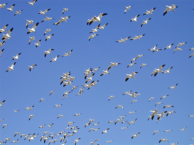 Snow Geese at Bosque Photo by Simon Thompson